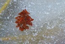 Der Herbst wird jetzt eingefroren ....