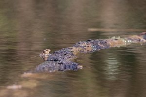 Oh - was macht das Krokodil in meinem Teich?