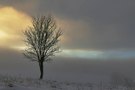 Wenn die Sonne sanft den winterlichen Morgen wachküsst ....
