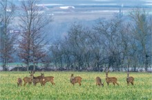 Ein Sprung Rehe