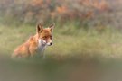 Herbststimmung mit dem Fuchs