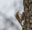 Waldbaumläufer beim Frühstück