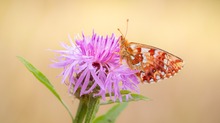 Boloria aquilonaris