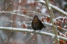 Drossel im Schneegestöber