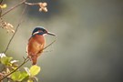 Der Eisvogel...