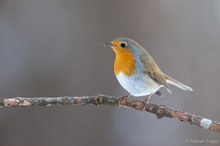 Rotkehlchen (Erithacus rubecula)