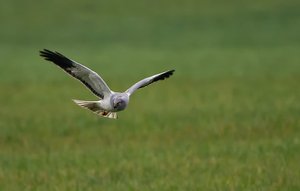 Kornweihe auf der Suche nach Beute