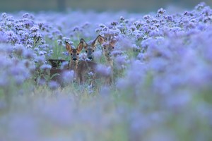 tief im Bienenfreund versteckt