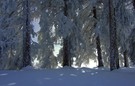 Winterliches Licht im Walde....