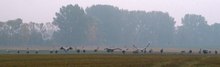 Novemberkranichpanorama