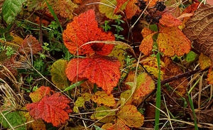 Ein letzter Farbhöhepunkt des Herbstes...