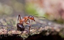 Der Wächter