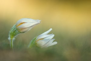 Pulsatilla alba