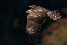 Mäusebussard im goldenen Oktober