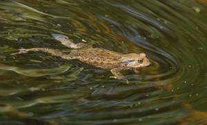 Doch, schwimmen können sie auch....