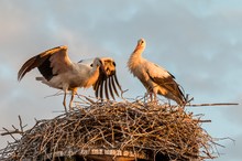 Die ersten Flugversuche