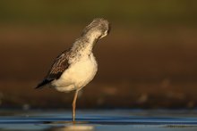 Grünschenkel bei abendlicher Ruhe