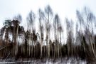 winterlicher Wald mit Birken