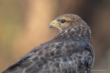 Mäusebussard Portrait