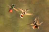 Dance of transparency