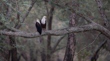 Schreiseeadler