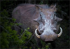 Warthog
