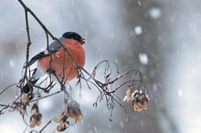 starker Schneefall