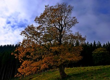 Der Baum