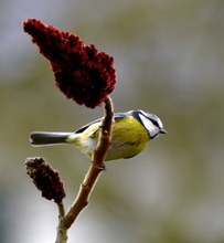 Blaumeisenversuch Nr.2