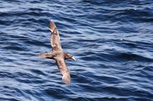 Südlicher Riesensturmvogel