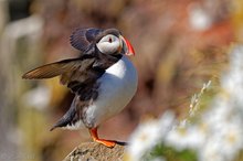 Papageitaucher (Fratercula arctica)