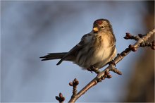 „Im letzten Winterlicht“