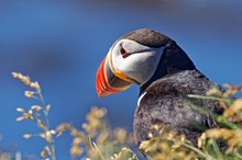 Papageitaucher (Fratercula arctica)