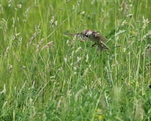 Noch ein Versuch mit dem "Rüttelspatzen"...