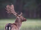 Damschauflerportrait