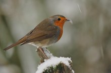 Winterkehlchen
