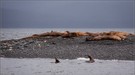 Mittagsruhe bei den "Stellerschen Seelöwen"