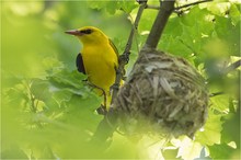 „Pirol-♂am Nest“