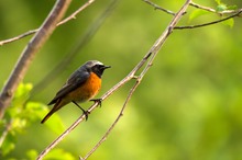 Sommervogel