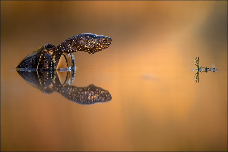 Europäische Sumpfschildkröte