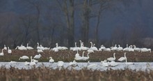 Übergroße sibirische Schneeflocken...