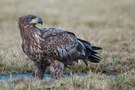 Seeadler in " Pfütze "