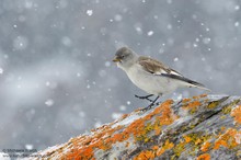 Schneefink (Montifringilla nivali) oder Schneesperling