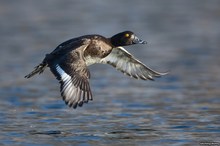 Reiherentendame im Flug