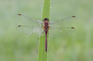 Sympetrum sanguineum – Blutrote Heidelibelle