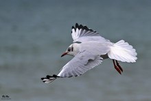 Lachmöwe an der Ostsee