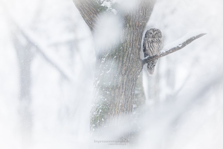 Schneetreiben