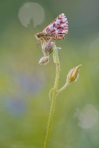 Würfel-Dickkopffalter