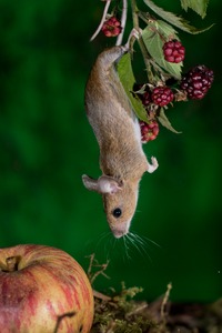 Maus an einem Bein