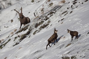 Steinbock mit Gämsen